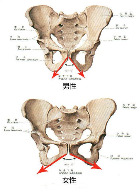 屁股位置|臀部骨骼名称及位置图片